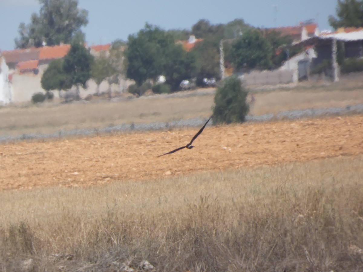 Montagu's Harrier - ML641851520