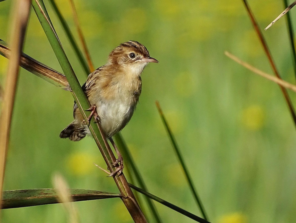 棕扇尾鶯 - ML641851532