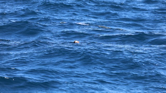 Tufted Puffin - ML641851547