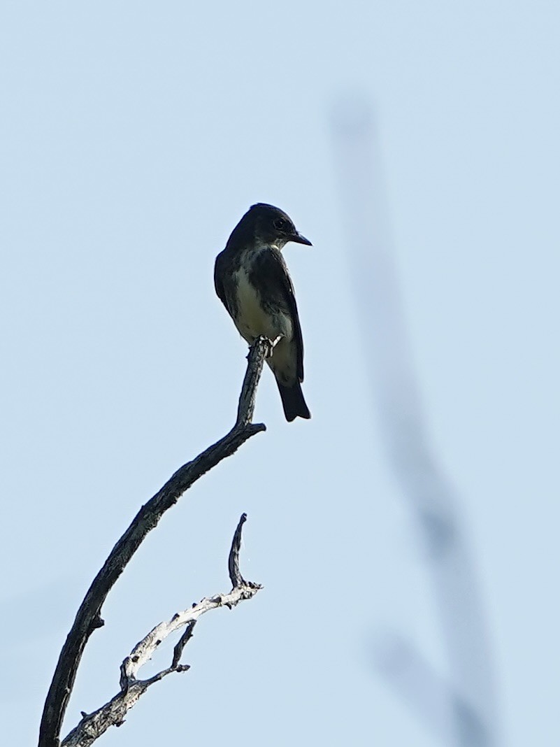 Olive-sided Flycatcher - ML641851550