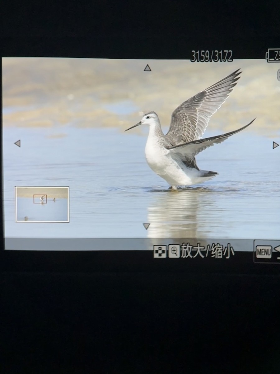 Wilson's Phalarope - ML641851554