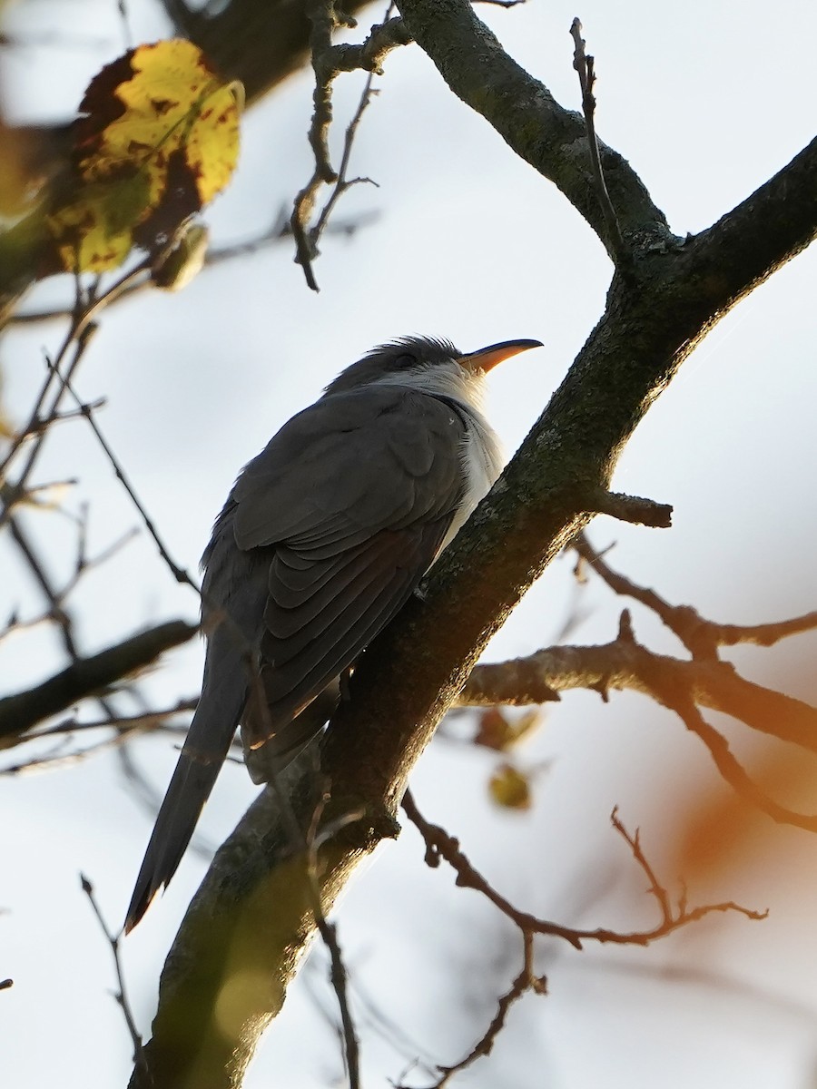 Yellow-billed Cuckoo - ML641851561