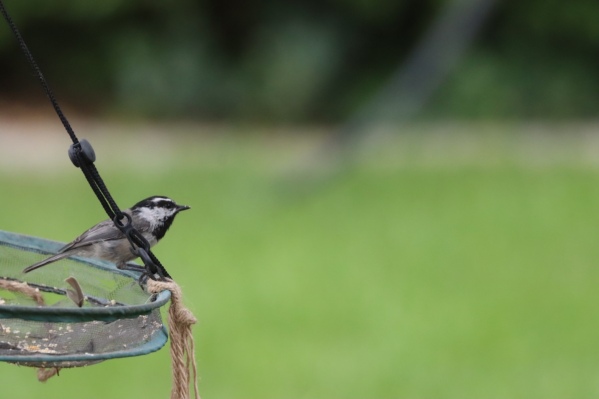 Mountain Chickadee - ML641851564