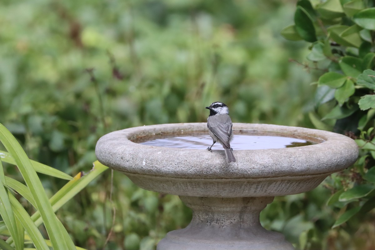 Mountain Chickadee - ML641851565