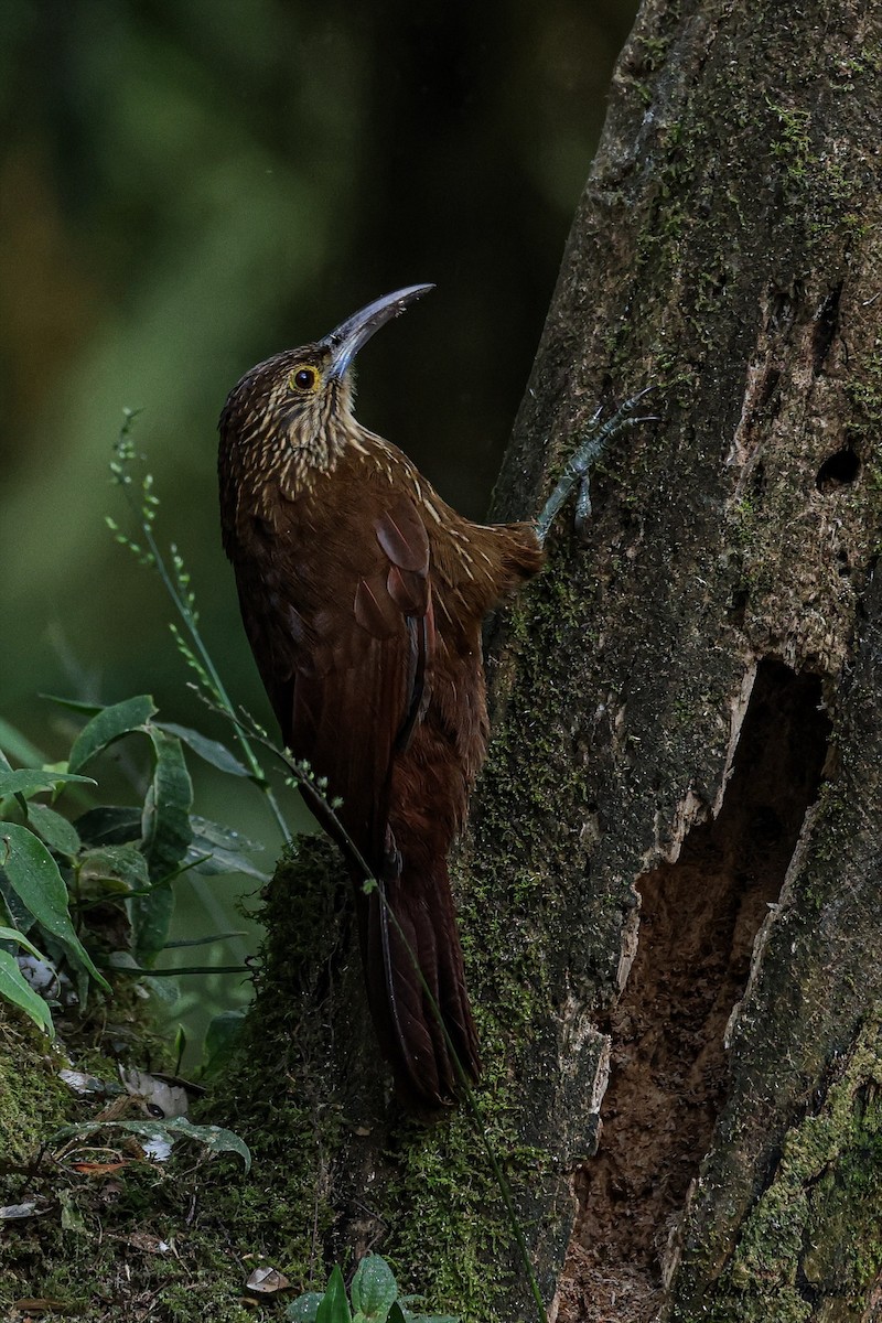 Strong-billed Woodcreeper - ML641851568