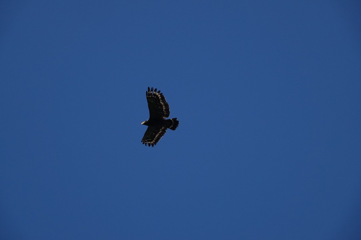 Crested Serpent-Eagle - ML641851573