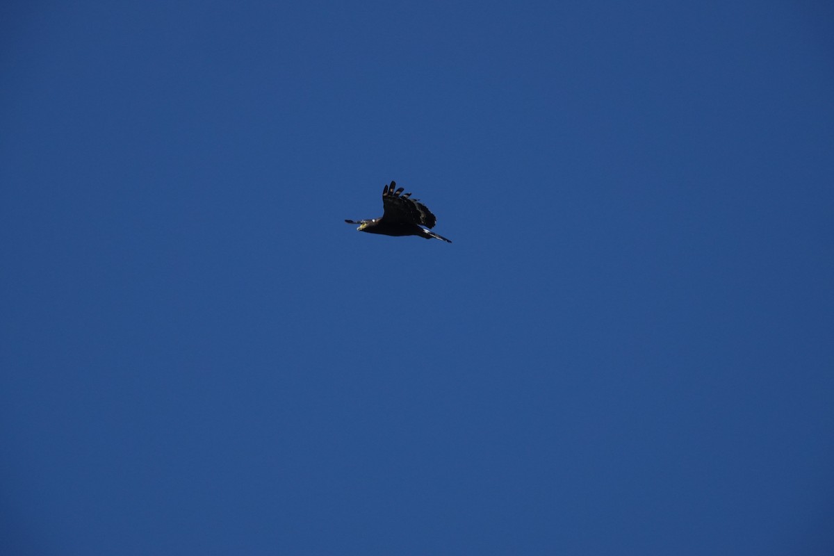 Crested Serpent-Eagle - ML641851574