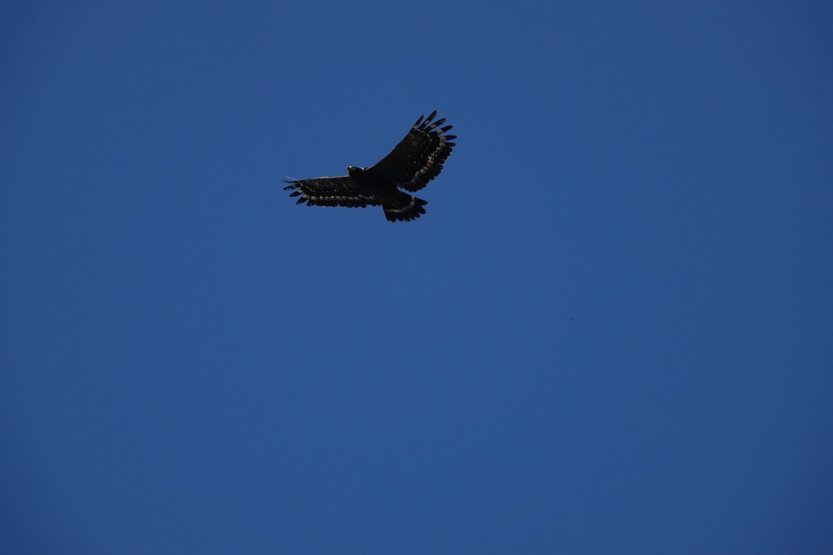 Crested Serpent-Eagle - ML641851576