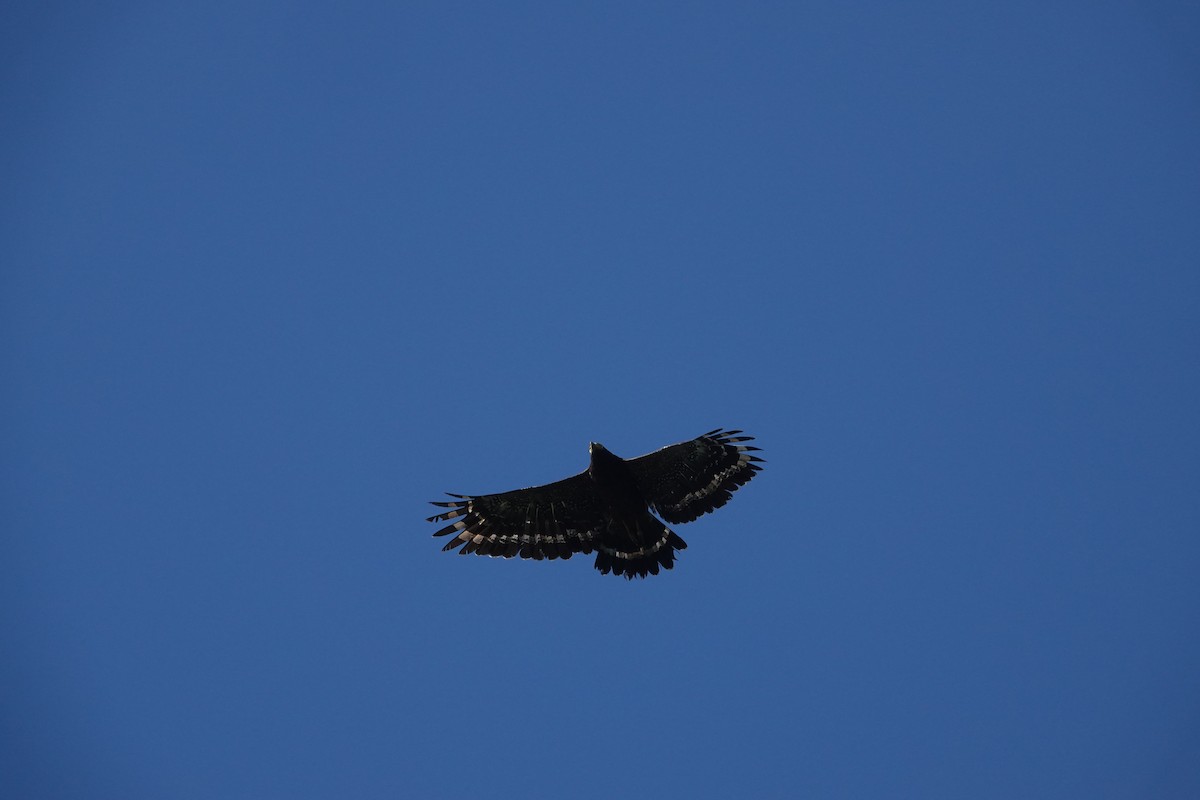 Crested Serpent-Eagle - ML641851577