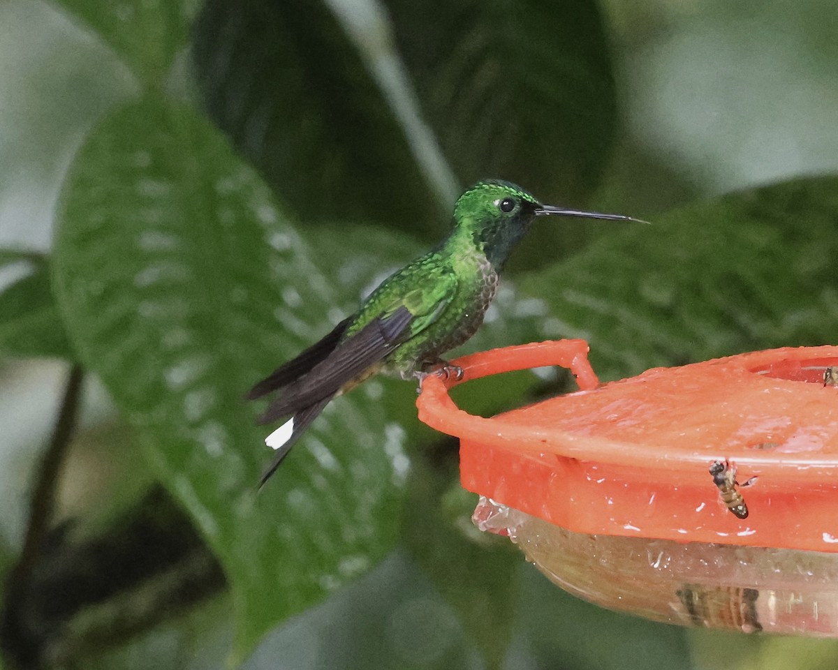Rufous-vented Whitetip - ML641851578