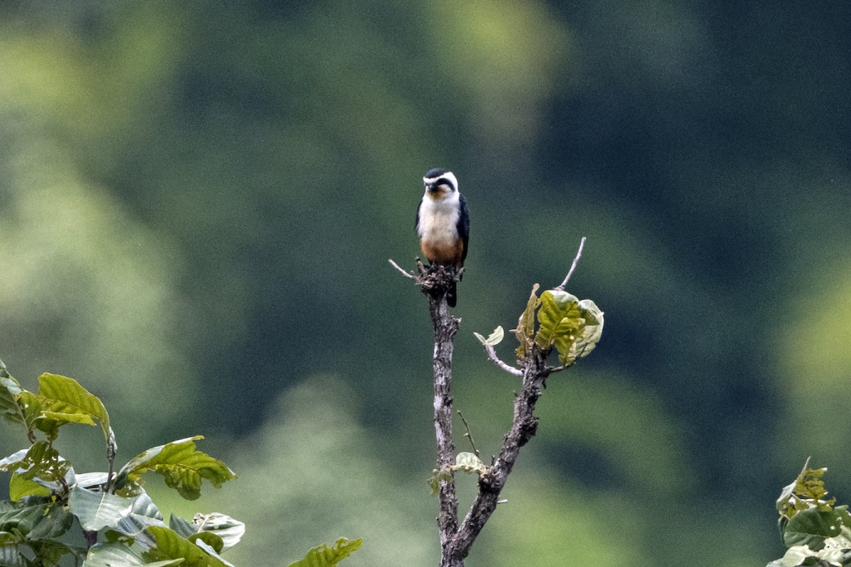 Collared Falconet - ML641851594