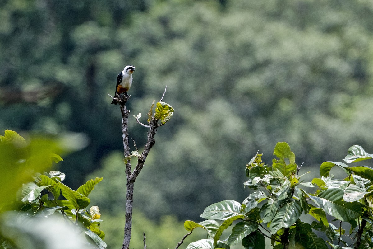 Collared Falconet - ML641851598