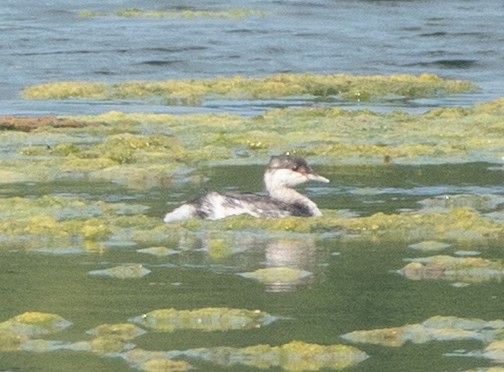 Horned Grebe - ML641851607