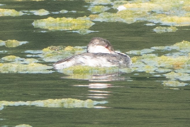 Horned Grebe - ML641851608