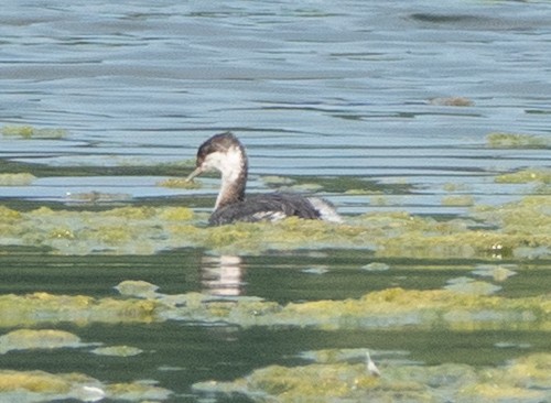 Horned Grebe - ML641851609