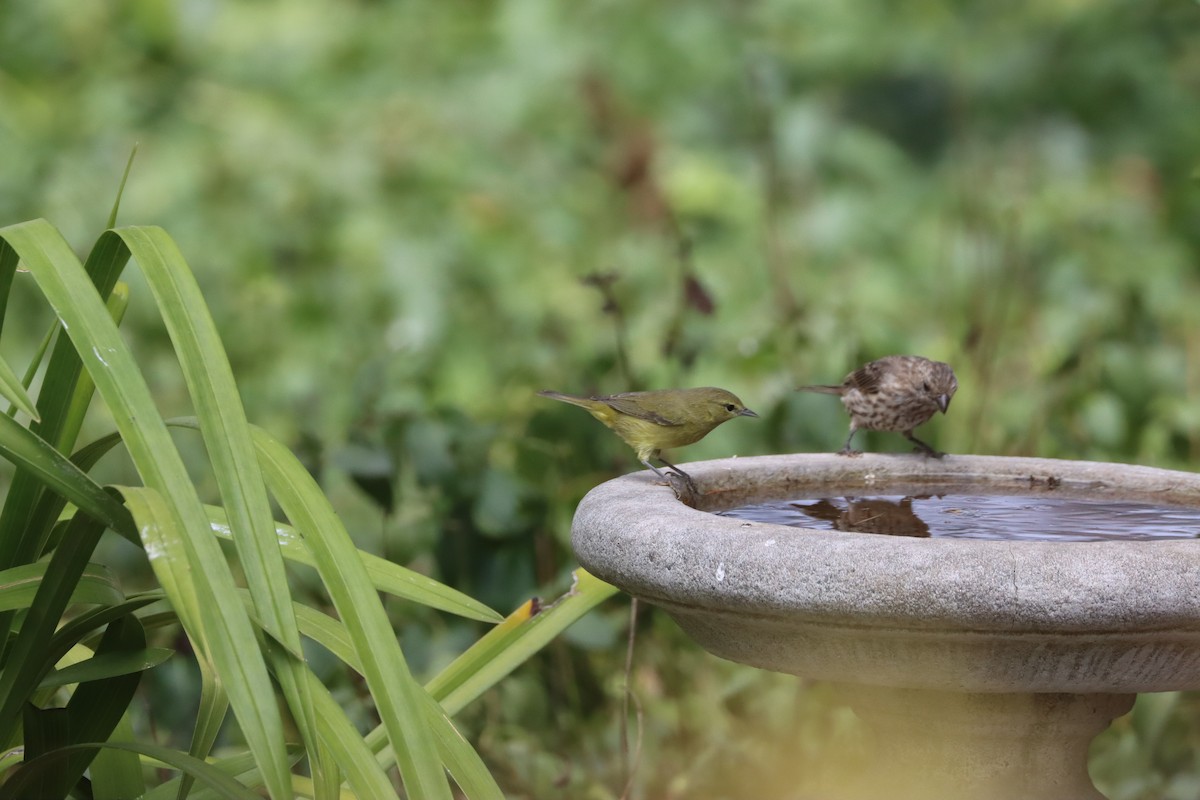 Orange-crowned Warbler - ML641851637