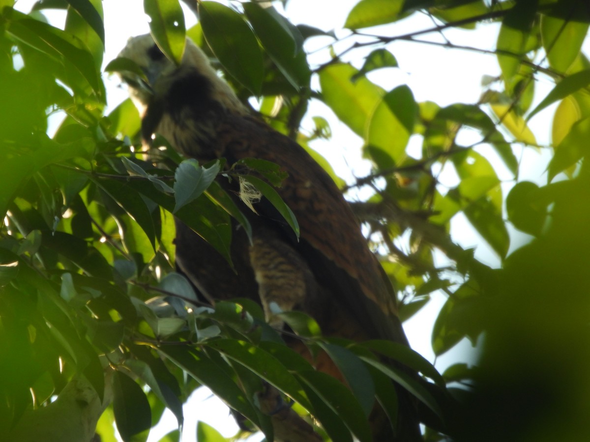Black-collared Hawk - ML641851638