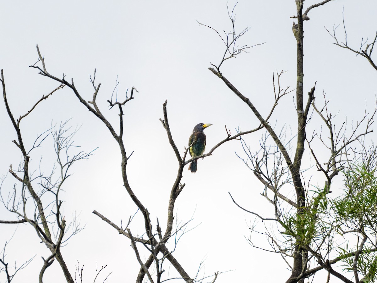 Great Barbet - ML641851641