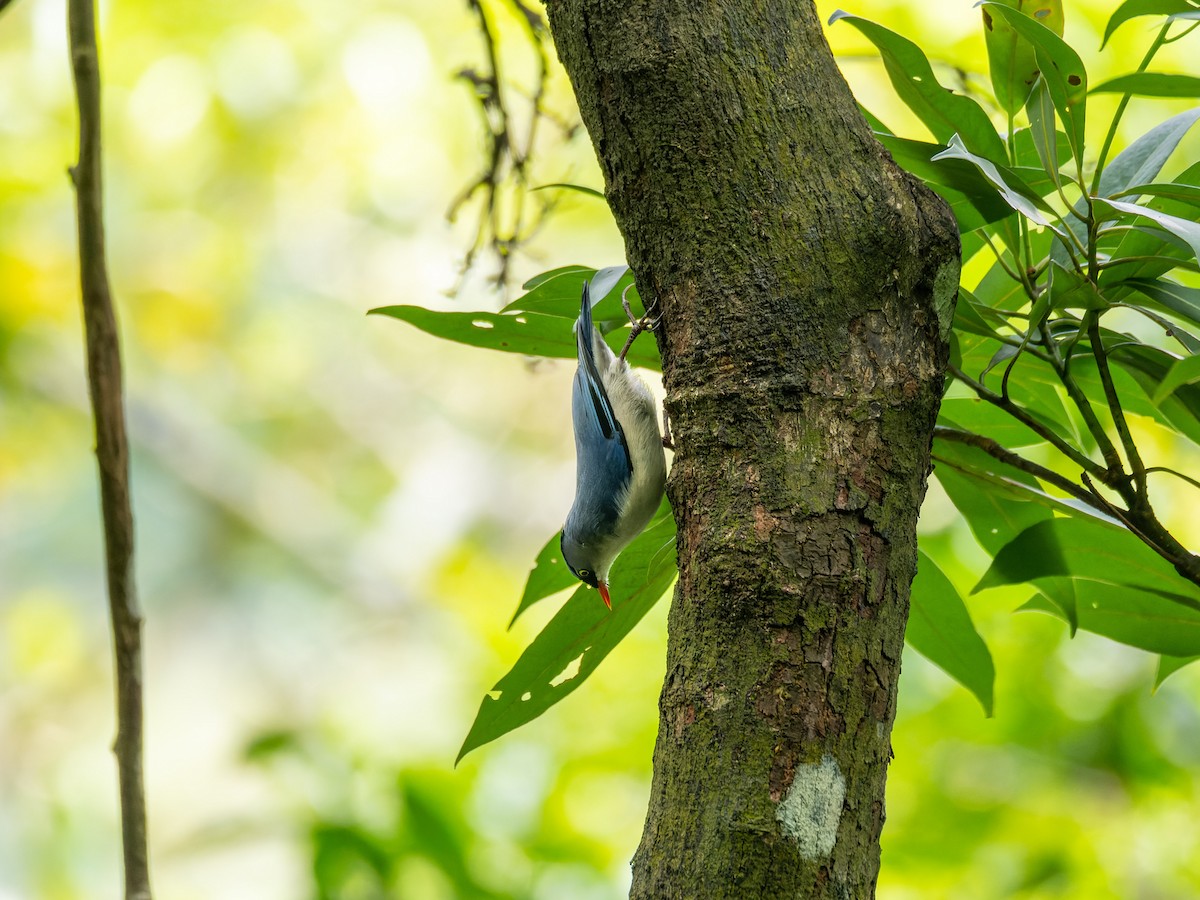 Velvet-fronted Nuthatch - ML641851645