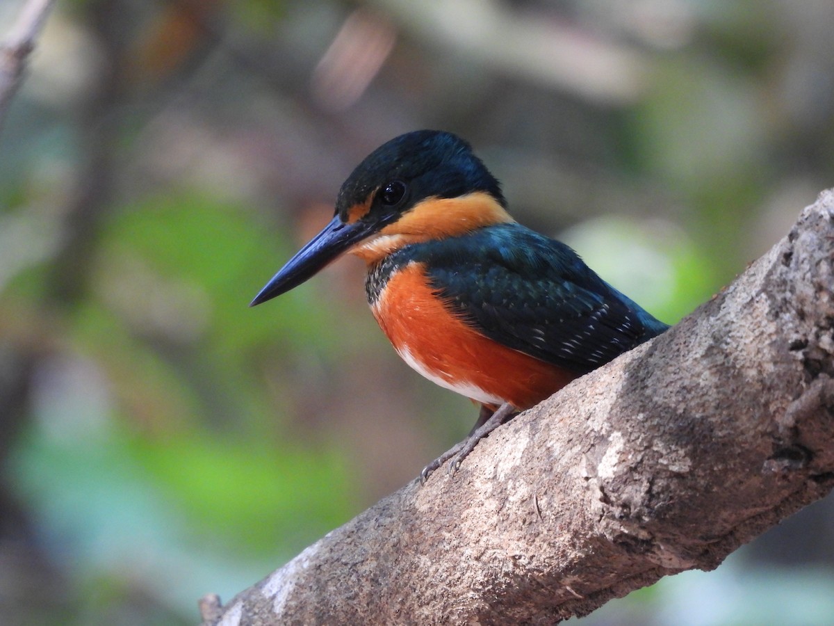 American Pygmy Kingfisher - ML641851650
