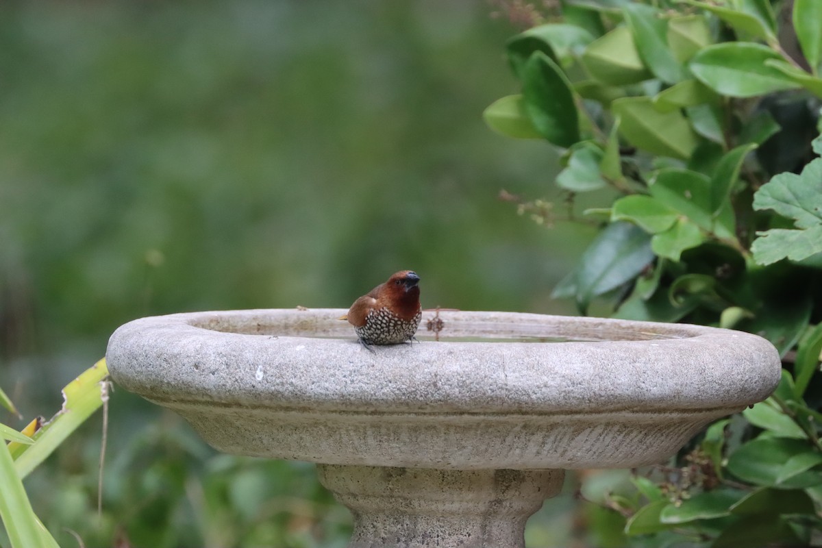 Munia pettosquamato - ML641851653
