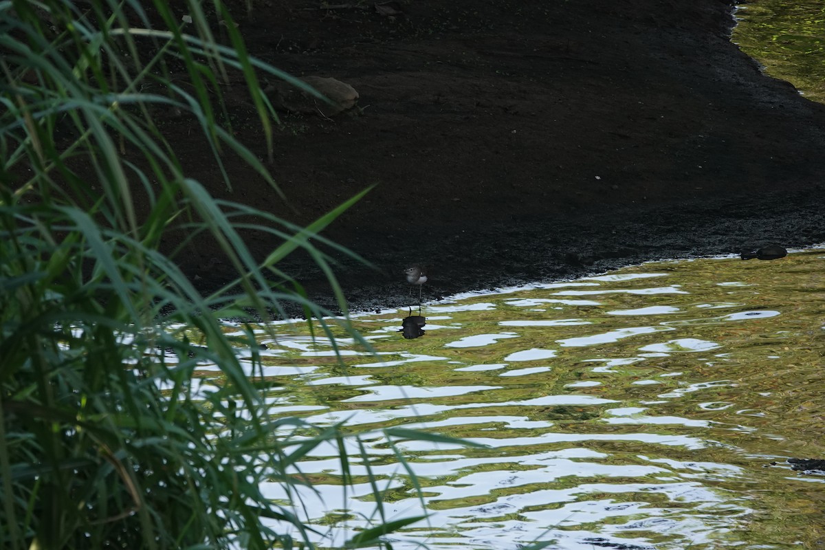 strandsnipe - ML641851679