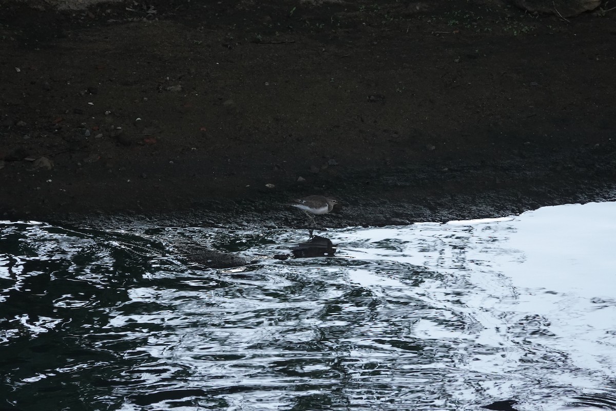 strandsnipe - ML641851682
