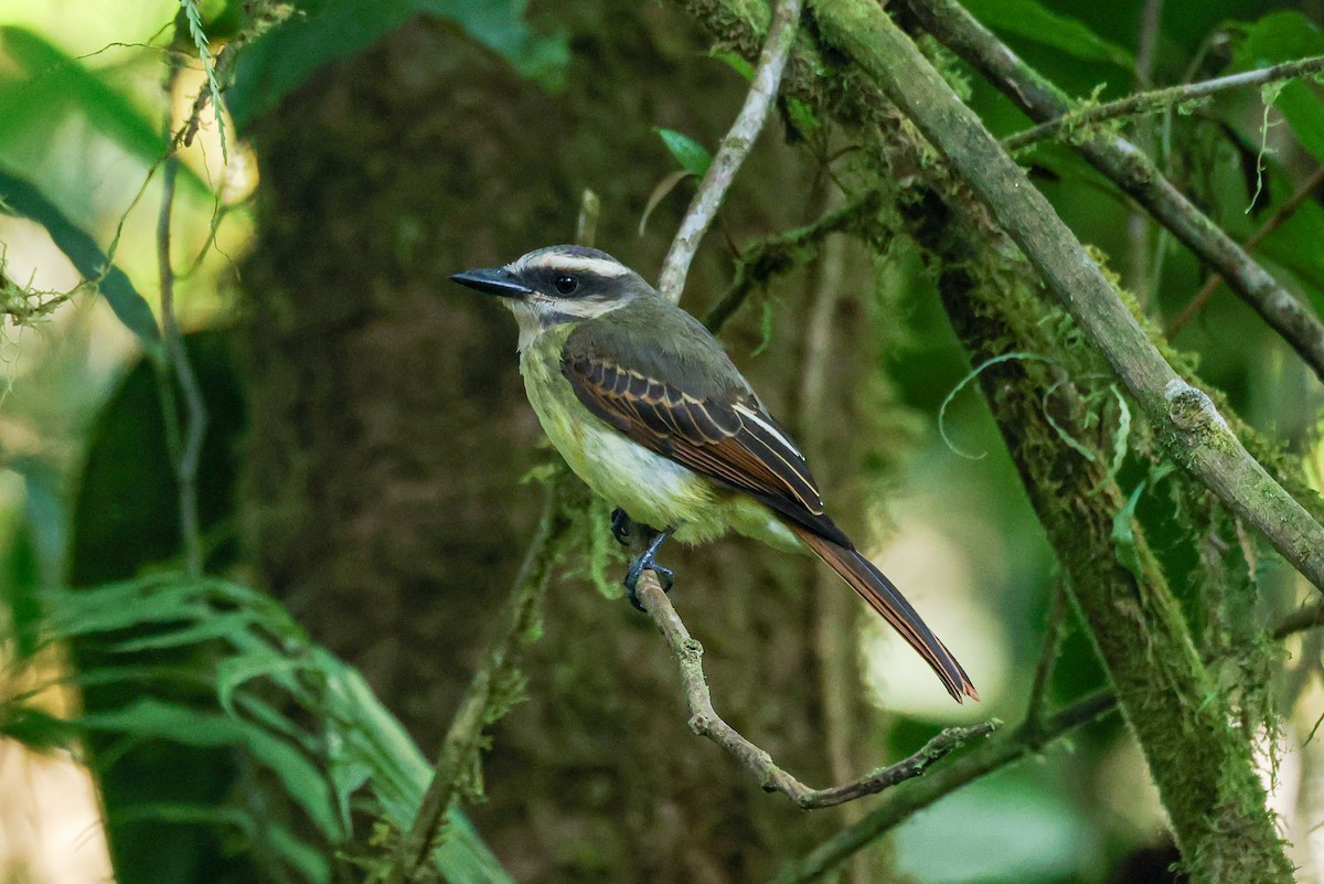 Golden-bellied Flycatcher - ML641851684