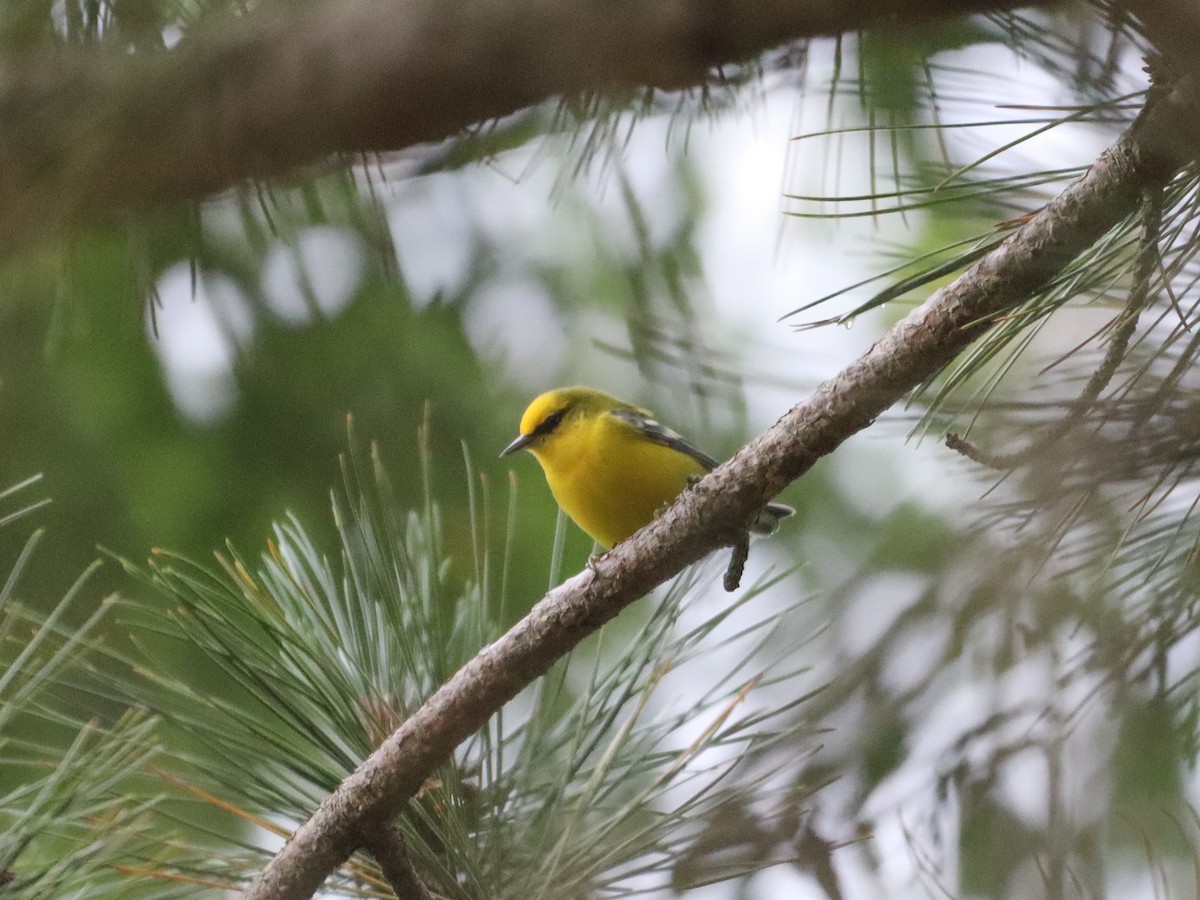 lesňáček modrokřídlý - ML641851698