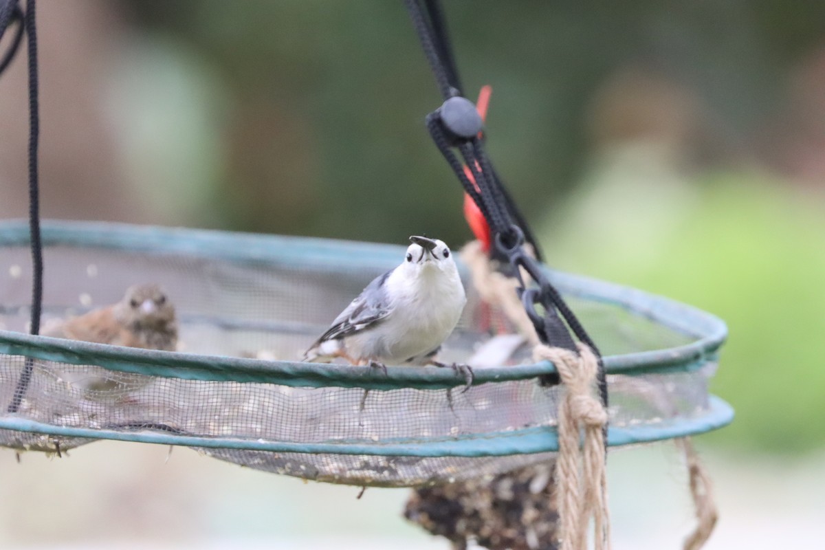 White-breasted Nuthatch - ML641851716