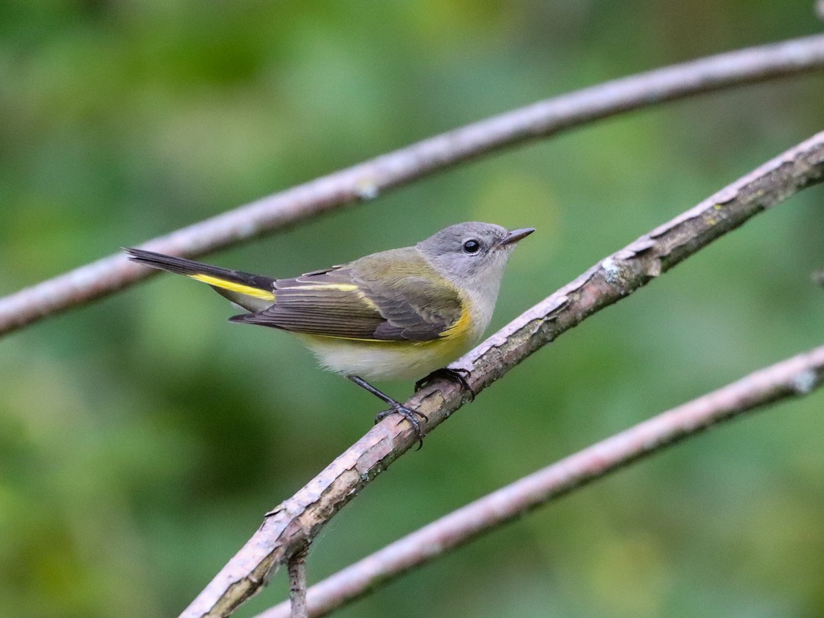 lesňáček lejsčí - ML641851720