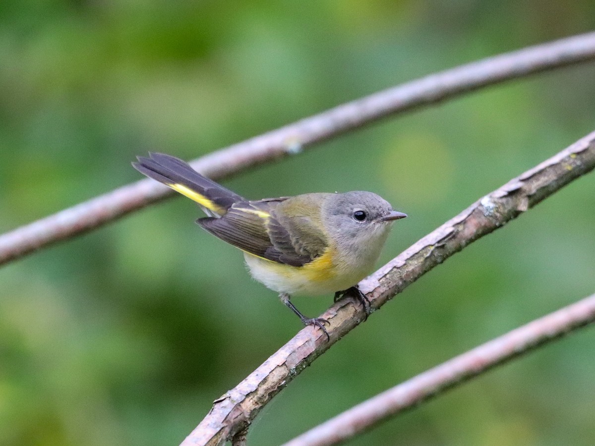 lesňáček lejsčí - ML641851721