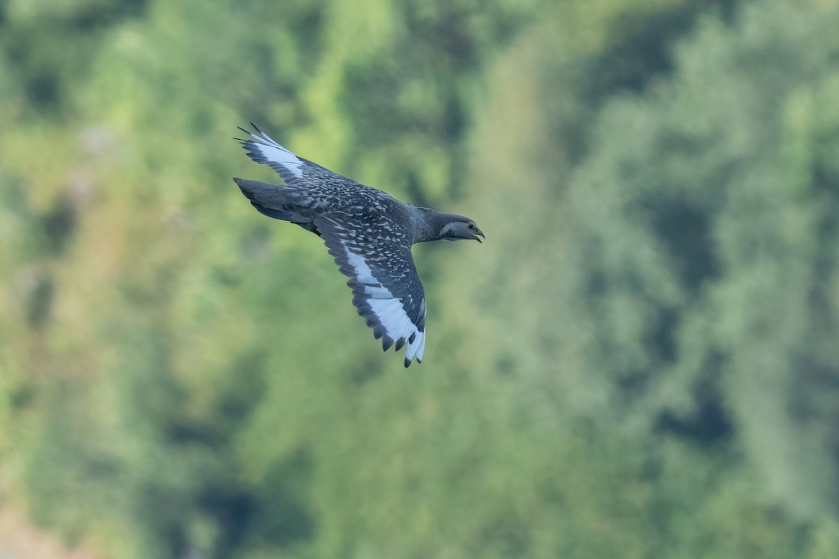 Caspian Snowcock - ML641851724