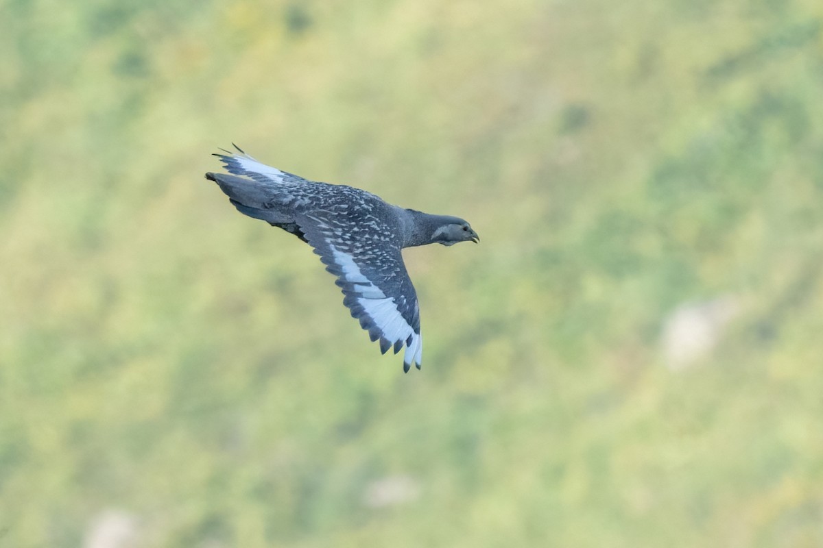 Caspian Snowcock - ML641851725