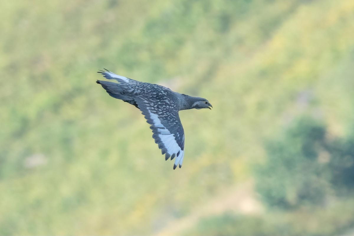 Caspian Snowcock - ML641851726