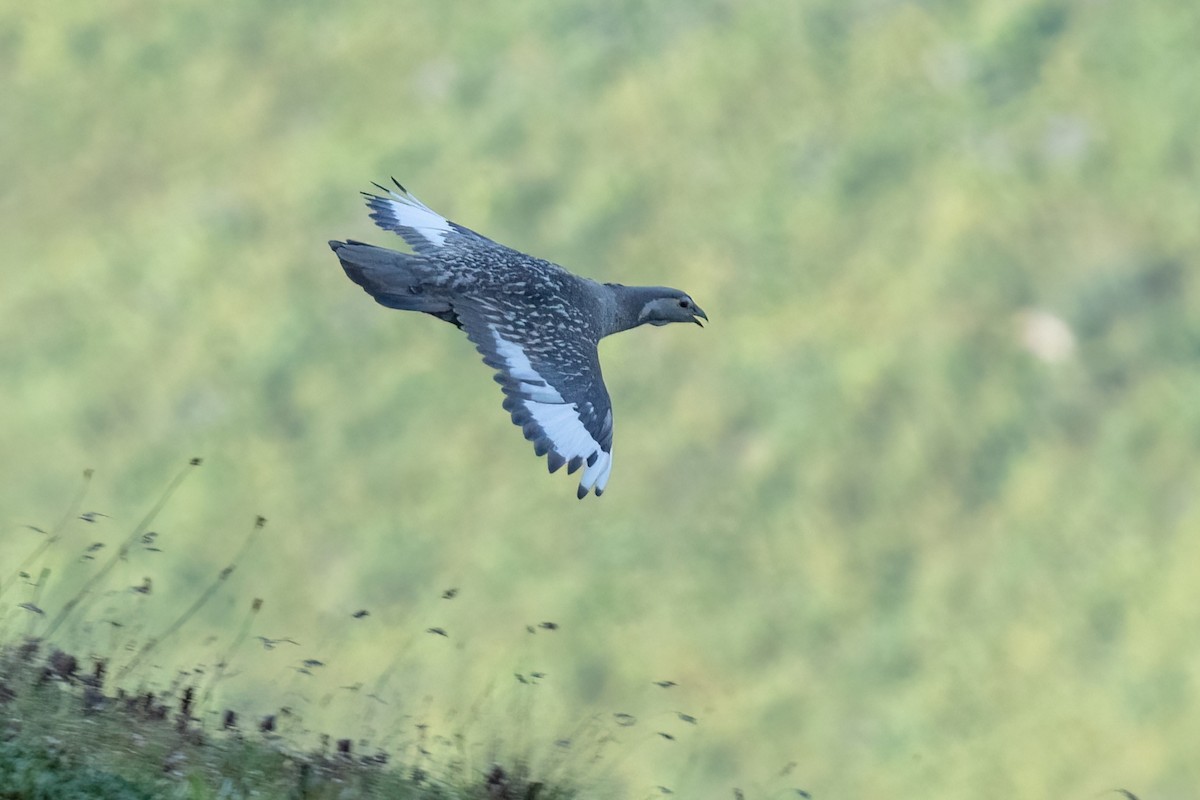 Caspian Snowcock - ML641851727