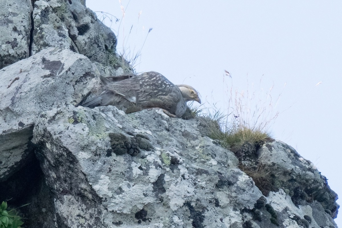 Caspian Snowcock - ML641851728