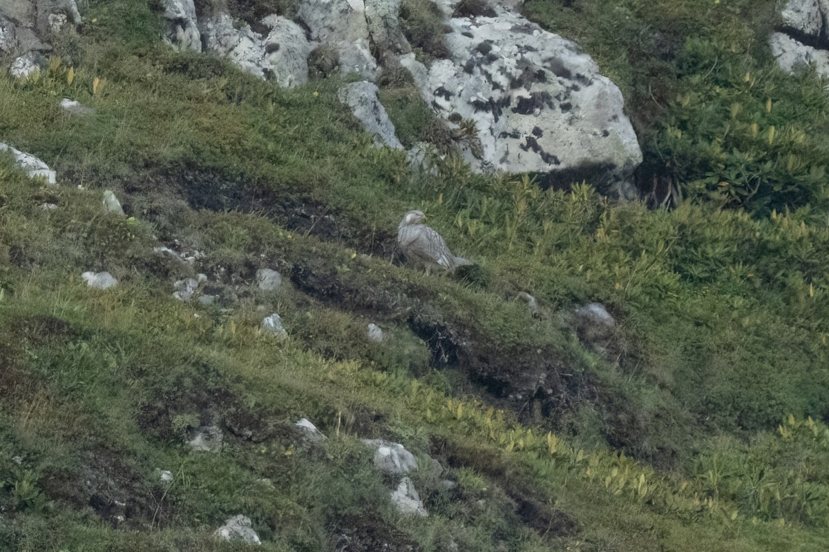 Caspian Snowcock - ML641851729