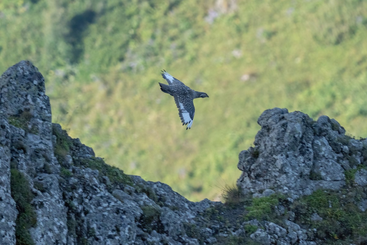 Caspian Snowcock - ML641851730