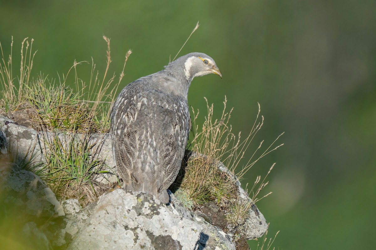 Caspian Snowcock - ML641851731