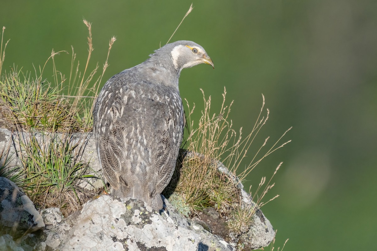 Caspian Snowcock - ML641851734