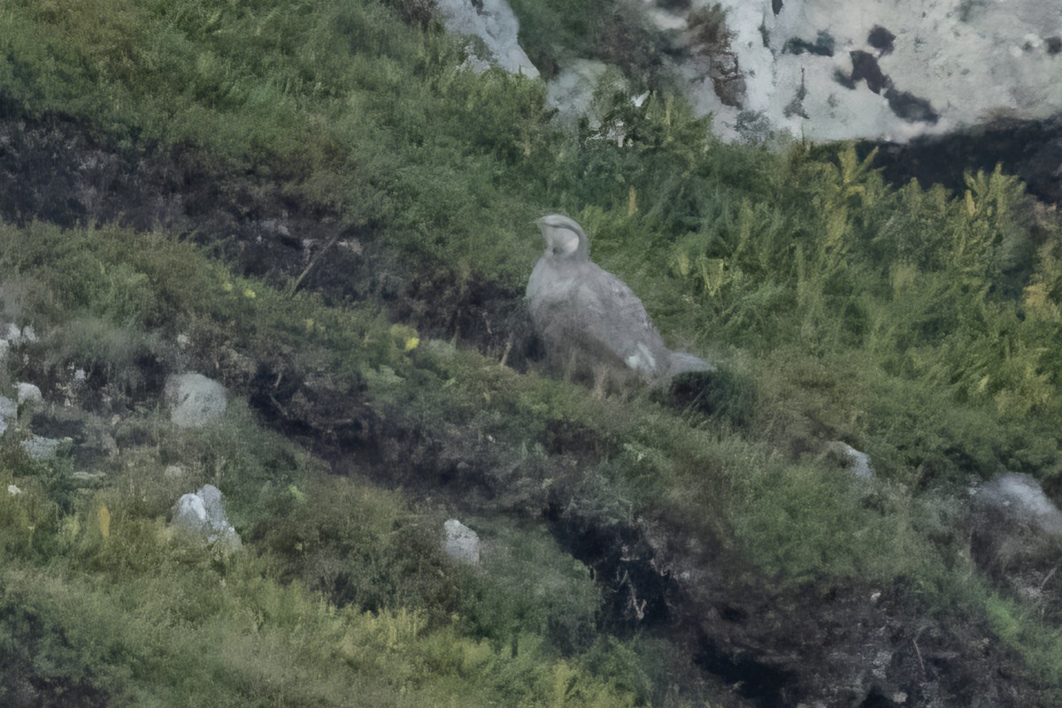 Caspian Snowcock - ML641851736