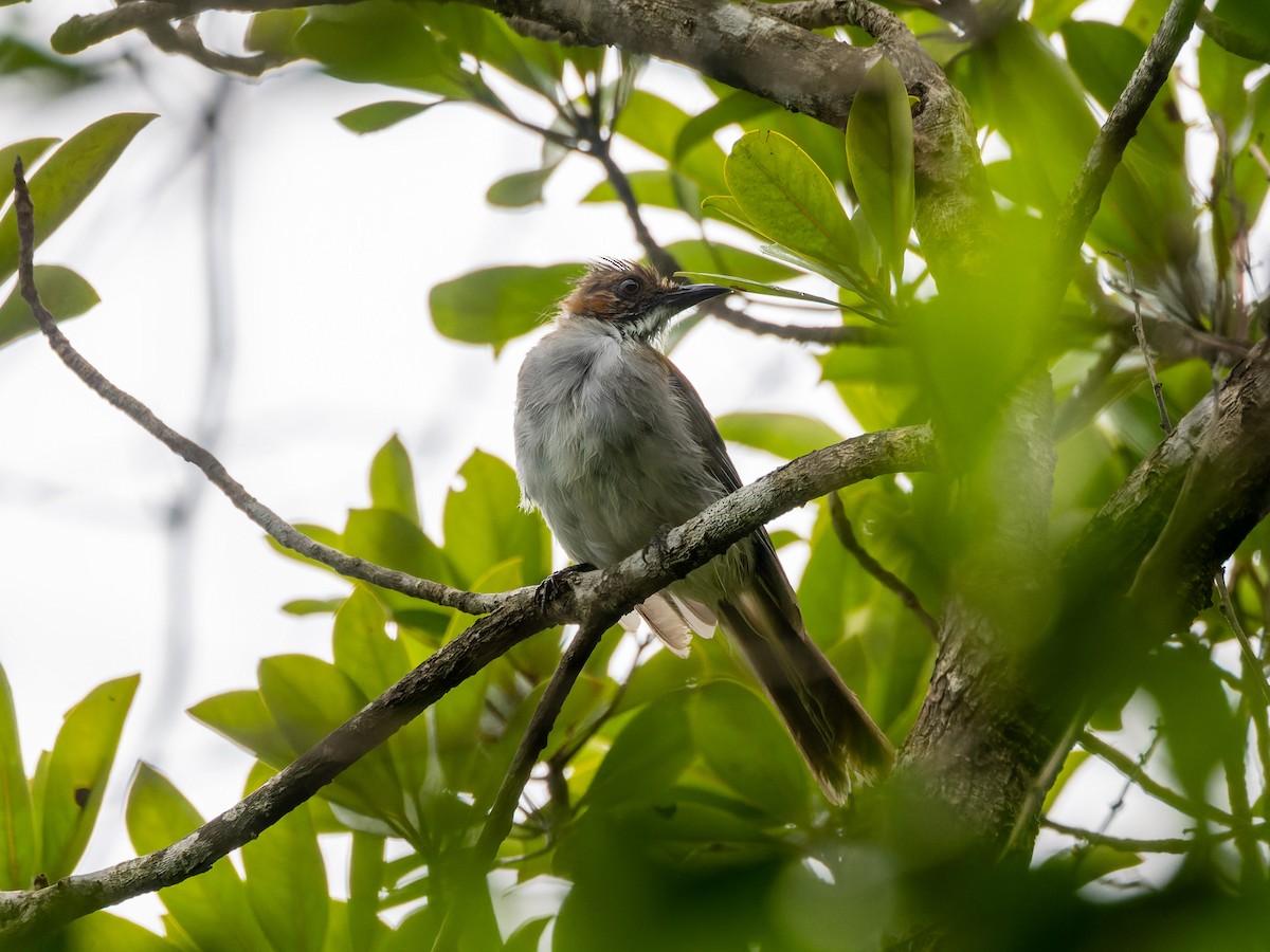 Chestnut Bulbul - ML641851748