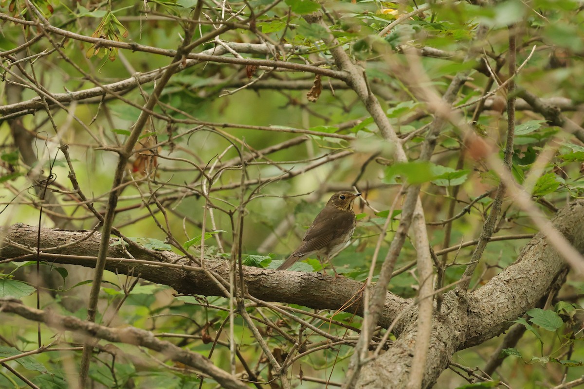 Swainson's Thrush - ML641851761