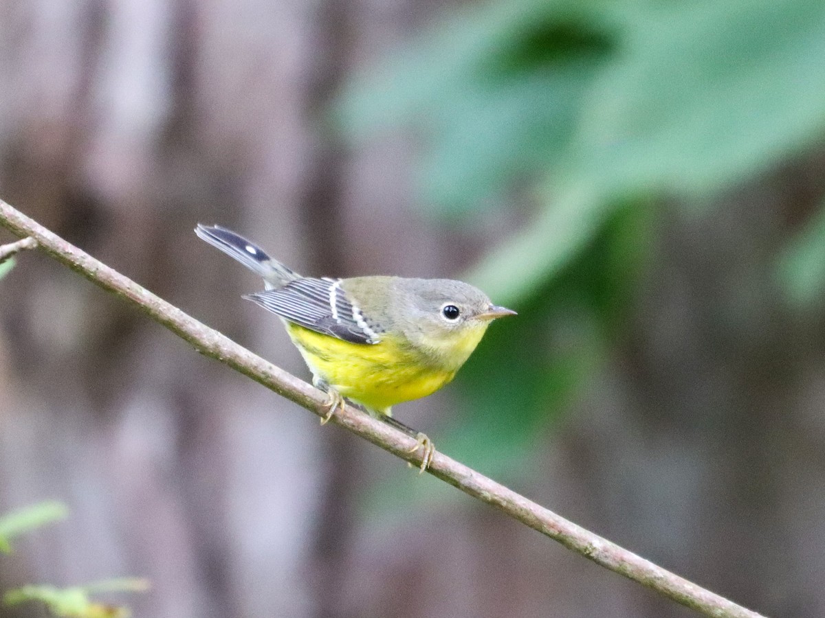 lesňáček tajgový - ML641851762