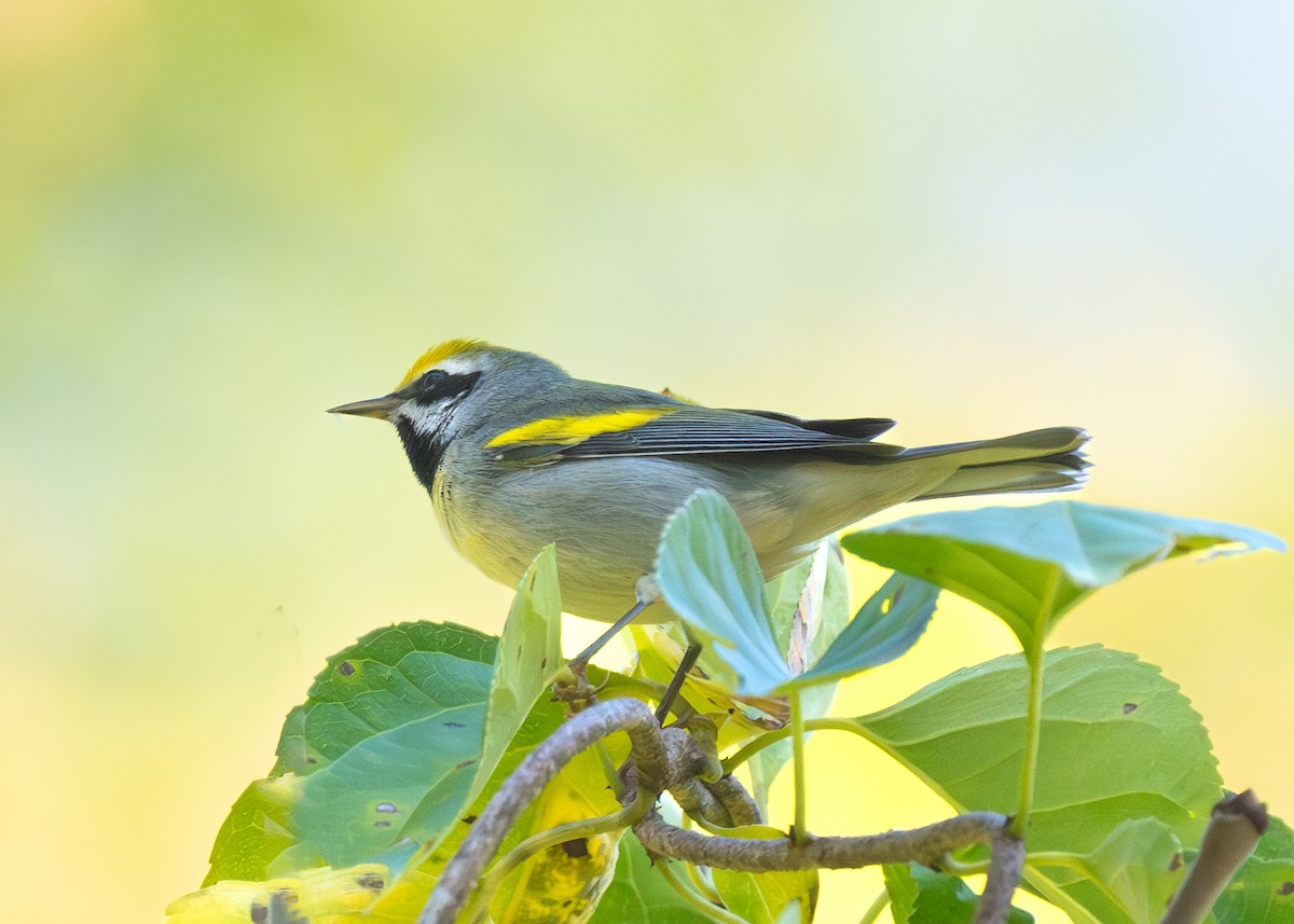 Golden-winged Warbler - ML641851773