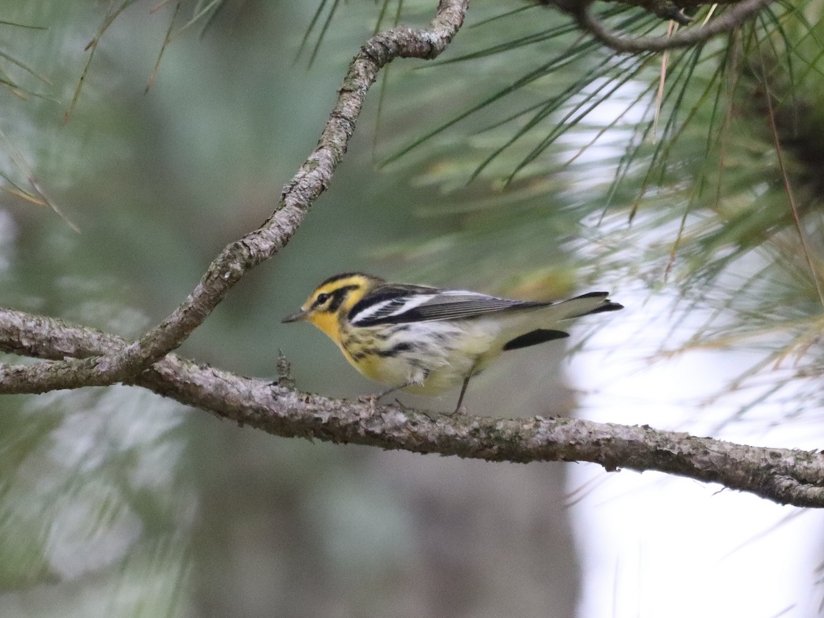 lesňáček jedlovcový - ML641851786