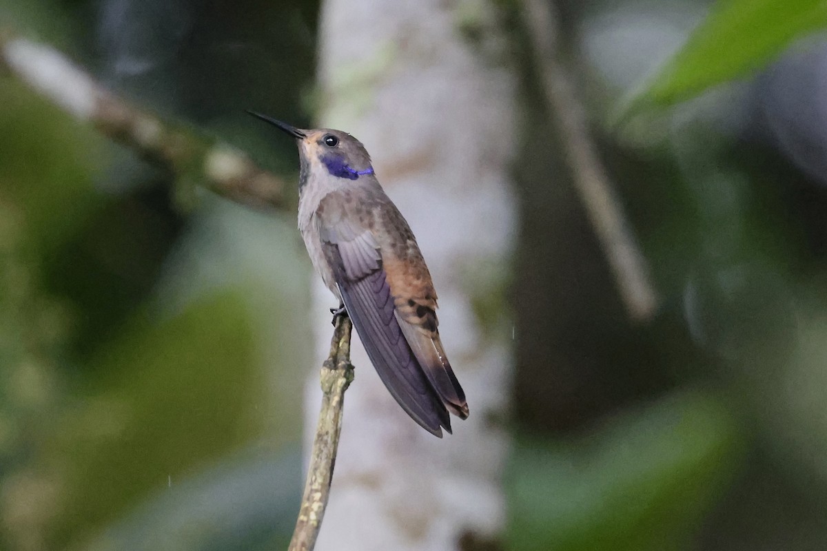 Brown Violetear - ML641851794
