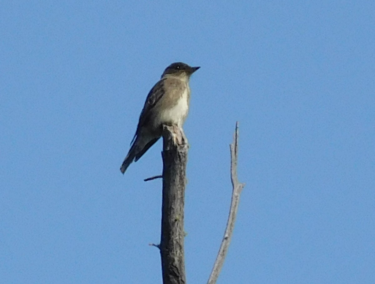 Olive-sided Flycatcher - ML641851813