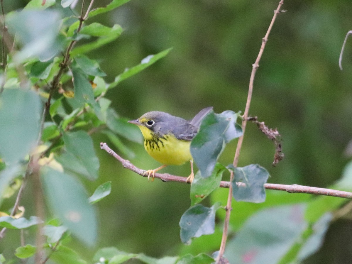 lesňáček kanadský - ML641851814